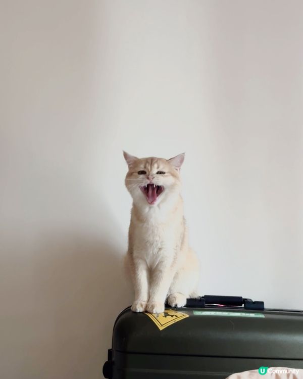 我家主子丨打喊奴的燒賣都有證件相？！