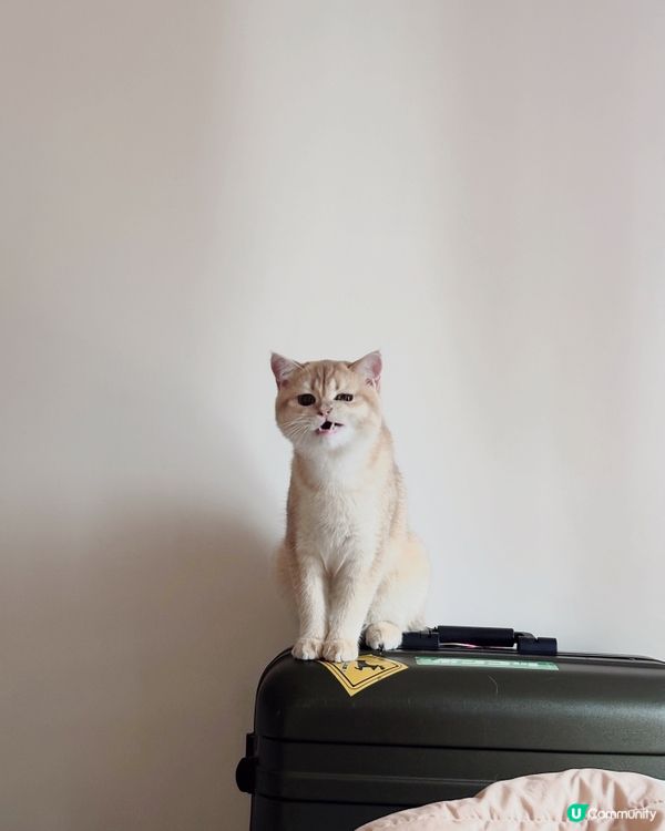 我家主子丨打喊奴的燒賣都有證件相？！