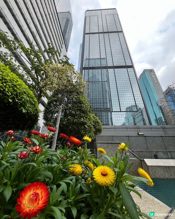 #好去處#chill#打卡#沉醉櫻花海#港玩港食#日玩夜玩