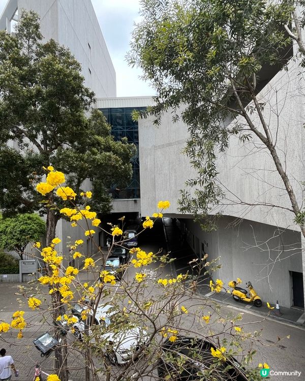 #好去處#chill#打卡#沉醉櫻花海#港玩港食#日玩夜玩