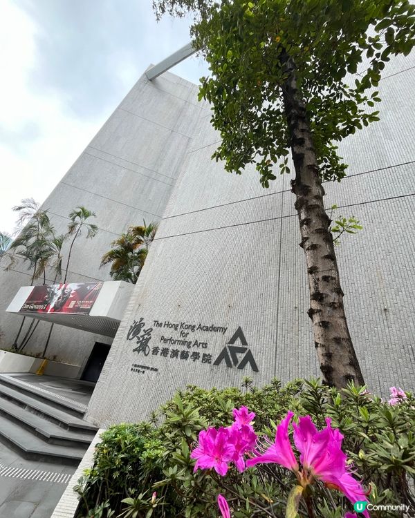 #好去處#chill#打卡#沉醉櫻花海#港玩港食#日玩夜玩