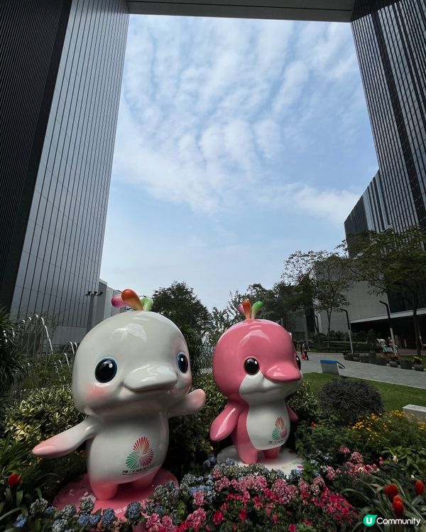 #好去處#chill#打卡#沉醉櫻花海#港玩港食#日玩夜玩