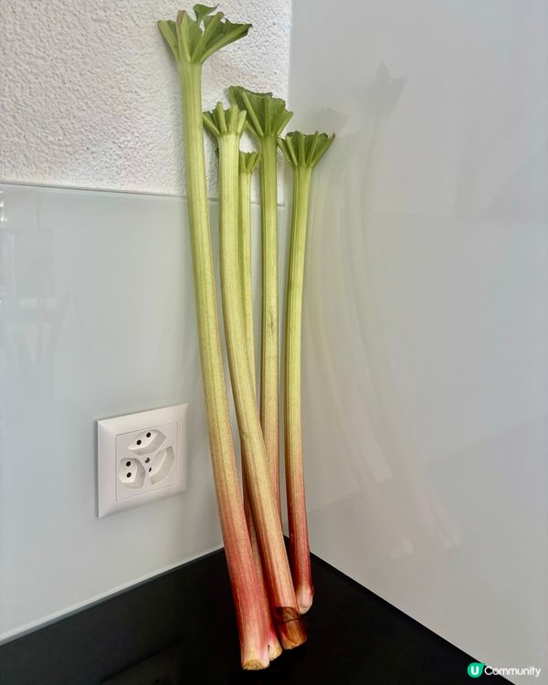 《一杯大黃帶來的勇氣》 😃