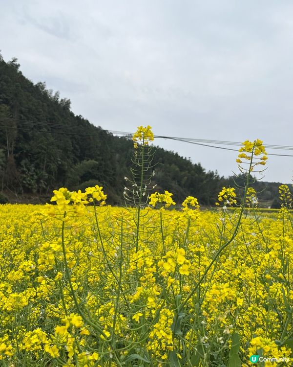 Hongcun 洪村 #好去處#chill#隱世打卡點#打卡...