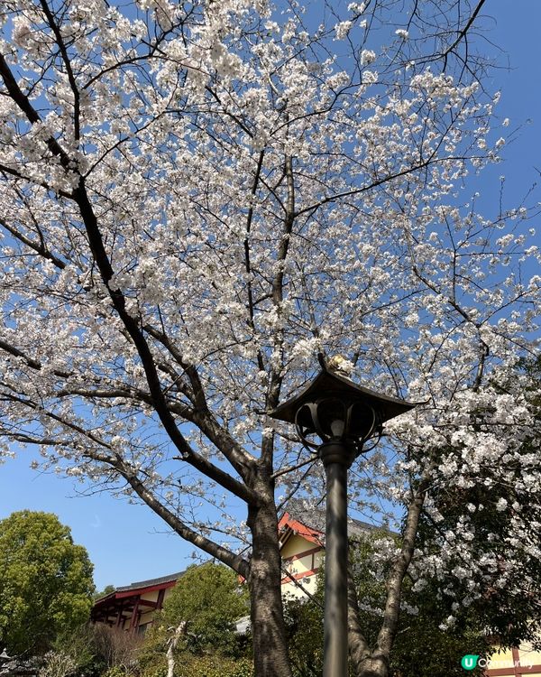 東林大佛 ~ 佛教淨土宗發源地 ##中國好去處#輕鬆出遊#好...