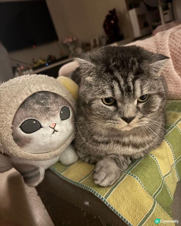 mofusand真貓版🥰🤩