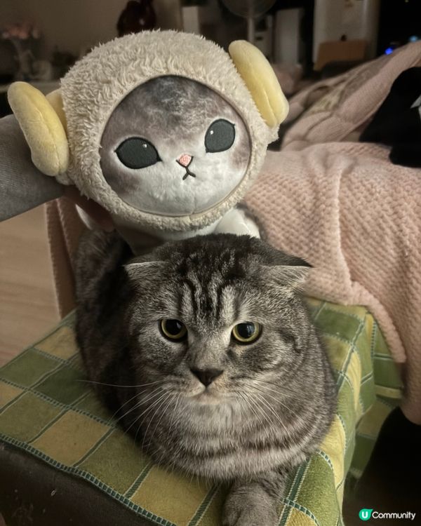 mofusand真貓版🥰🤩