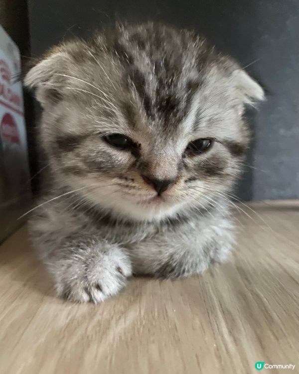 mofusand真貓版🥰🤩