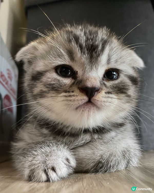 mofusand真貓版🥰🤩