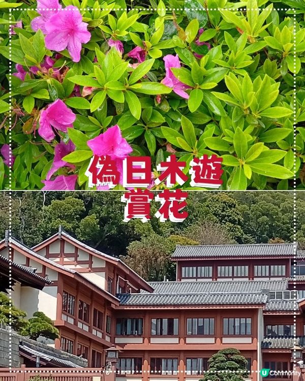  🌸香港賞花🌸  唔使飛日本都得！