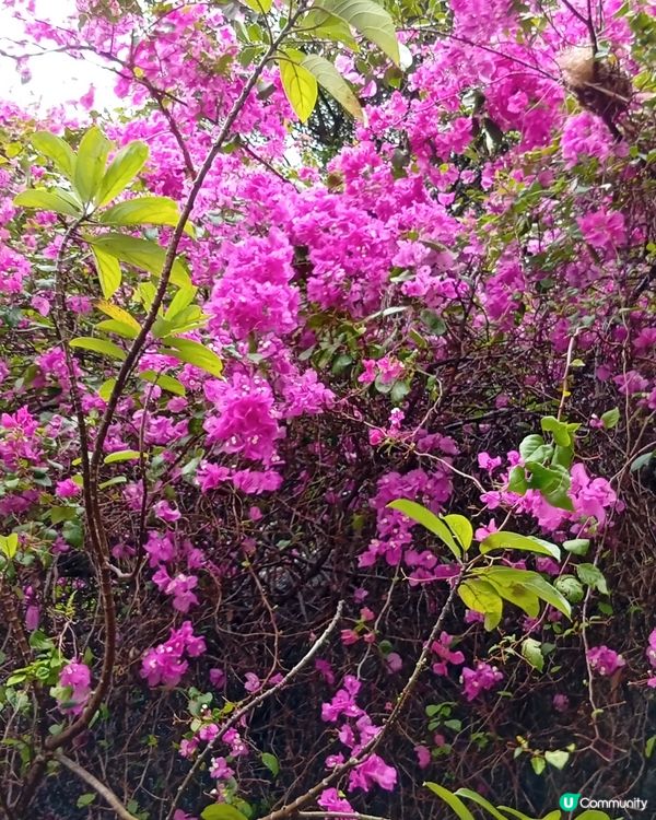  🌸香港賞花🌸  唔使飛日本都得！