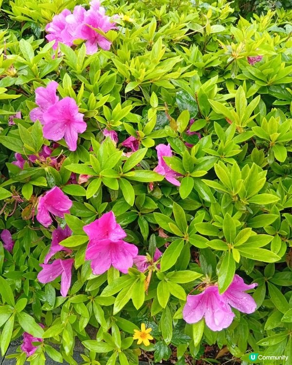  🌸香港賞花🌸  唔使飛日本都得！