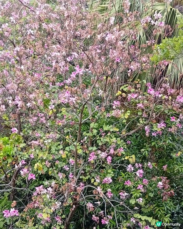  🌸香港賞花🌸  唔使飛日本都得！