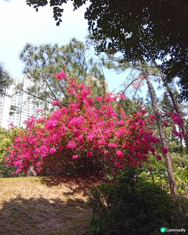  🌸香港賞花🌸  唔使飛日本都得！