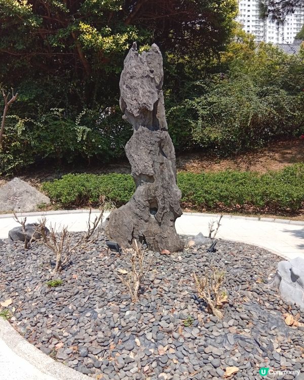  🌸香港賞花🌸  唔使飛日本都得！