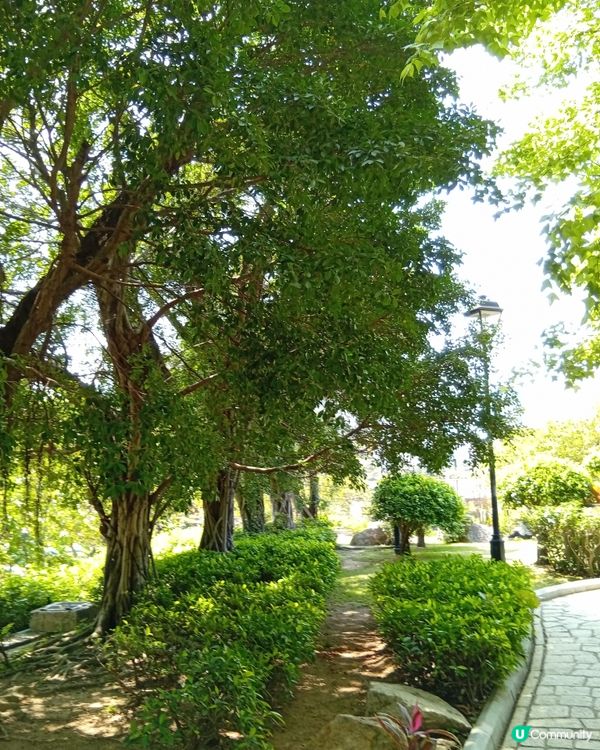  🌸香港賞花🌸  唔使飛日本都得！