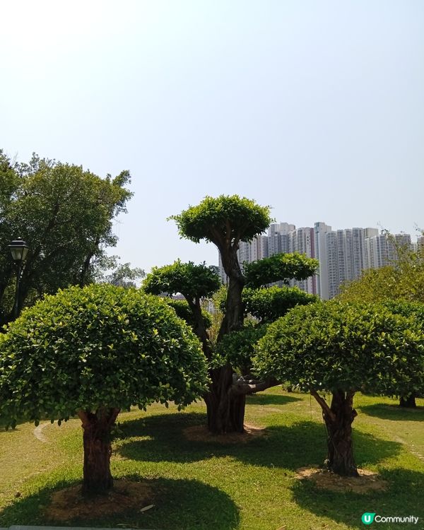  🌸香港賞花🌸  唔使飛日本都得！