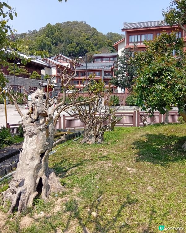  🌸香港賞花🌸  唔使飛日本都得！