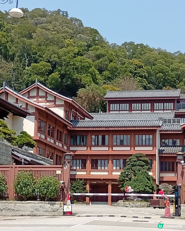  🌸香港賞花🌸  唔使飛日本都得！