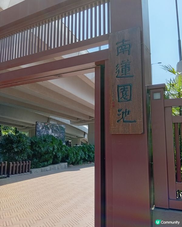  🌸香港賞花🌸  唔使飛日本都得！