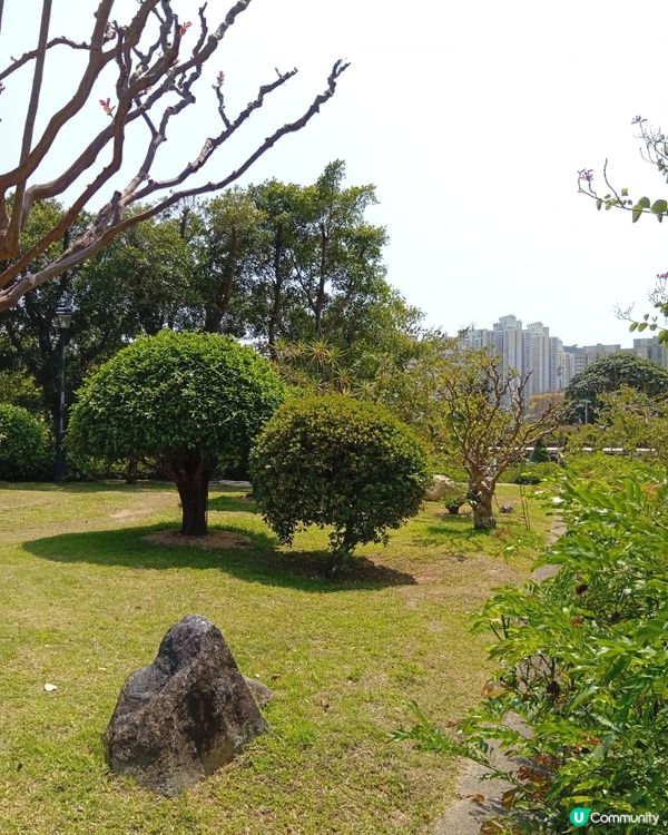  🌸香港賞花🌸  唔使飛日本都得！