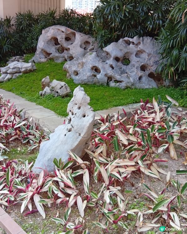  🌸香港賞花🌸  唔使飛日本都得！