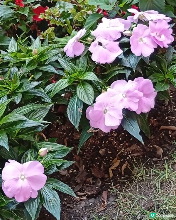  🌸香港賞花🌸  唔使飛日本都得！