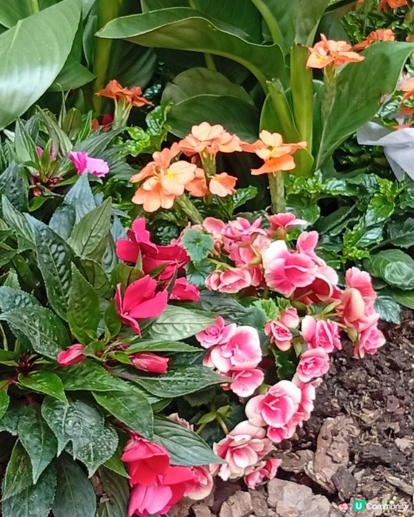  🌸香港賞花🌸  唔使飛日本都得！