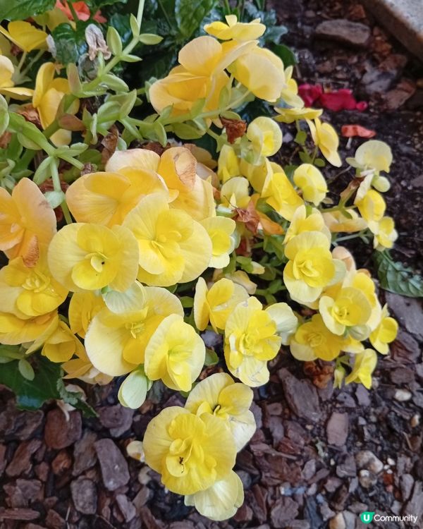  🌸香港賞花🌸  唔使飛日本都得！