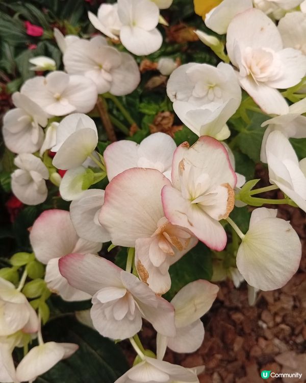  🌸香港賞花🌸  唔使飛日本都得！