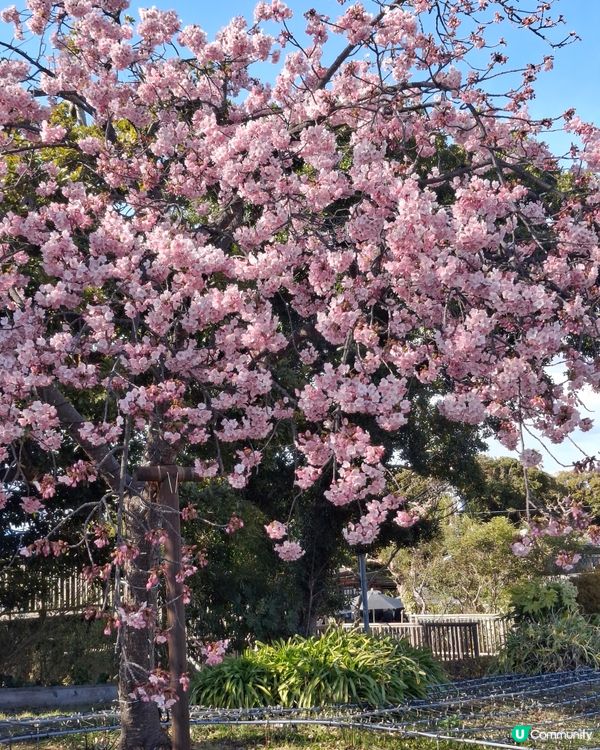 是日「鎌倉一日遊」，首先我由上野站出發至大船站，但千萬不要著...