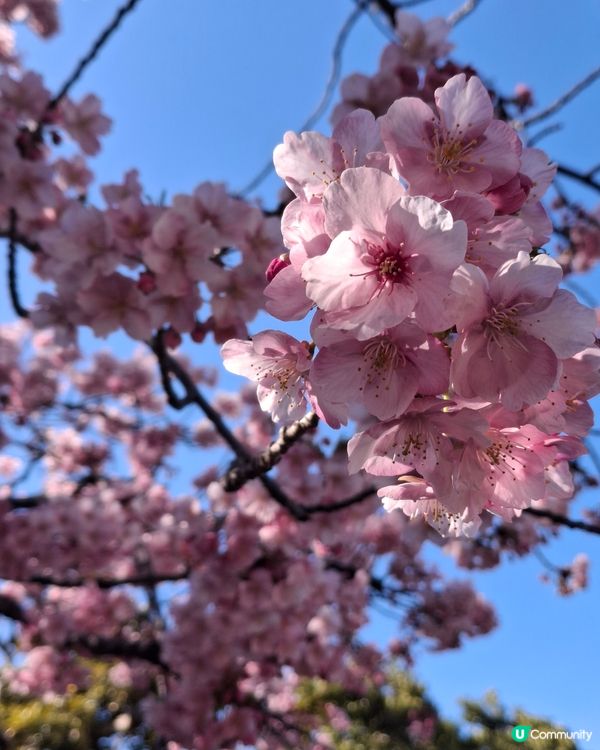是日「鎌倉一日遊」，首先我由上野站出發至大船站，但千萬不要著...