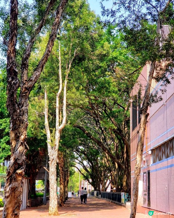 🌺 南昌公園對面穿過戀人們的樹道🌳的秘密花園🤫