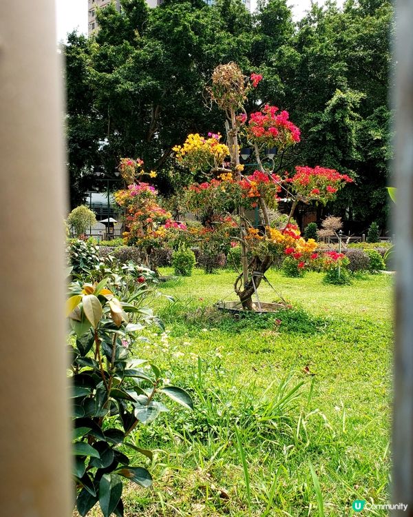 🌺 南昌公園對面穿過戀人們的樹道🌳的秘密花園🤫