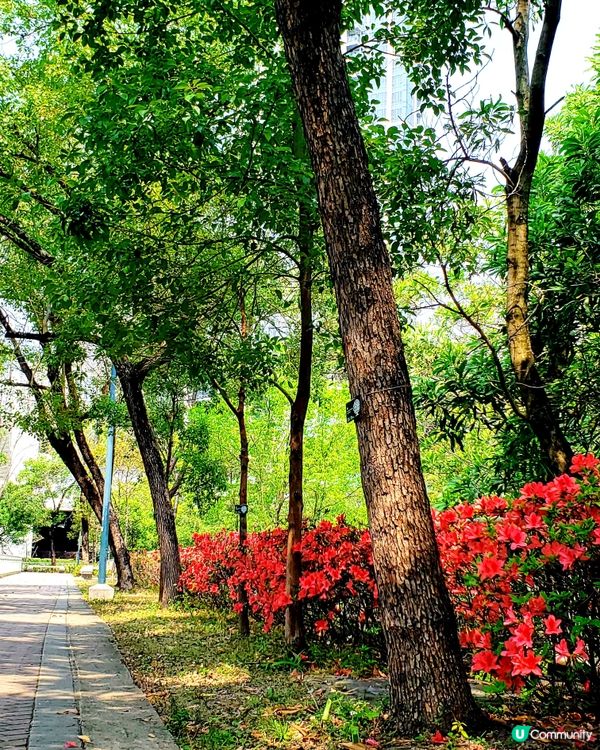 🌺 南昌公園對面穿過戀人們的樹道🌳的秘密花園🤫