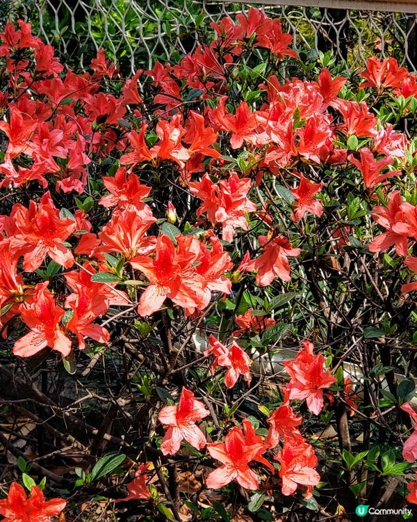 🌺 南昌公園對面穿過戀人們的樹道🌳的秘密花園🤫