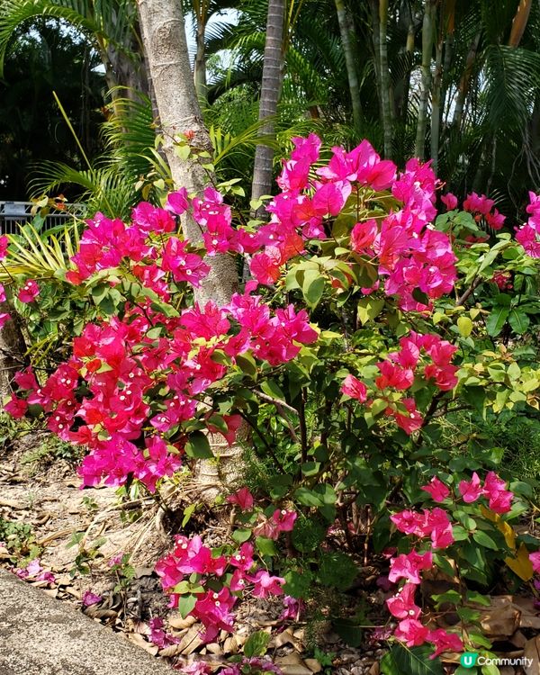 🌺 南昌公園對面穿過戀人們的樹道🌳的秘密花園🤫
