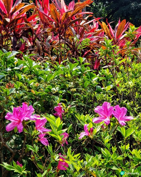 🌺 南昌公園對面穿過戀人們的樹道🌳的秘密花園🤫
