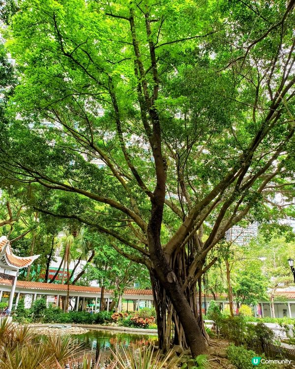 🌺 南昌公園對面🌳的秘密花園🤫