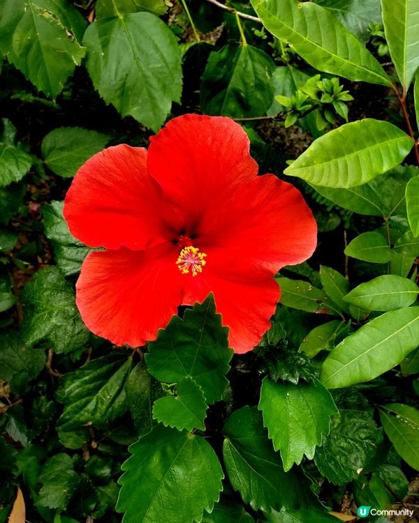 🌺 南昌公園對面🌳的秘密花園🤫