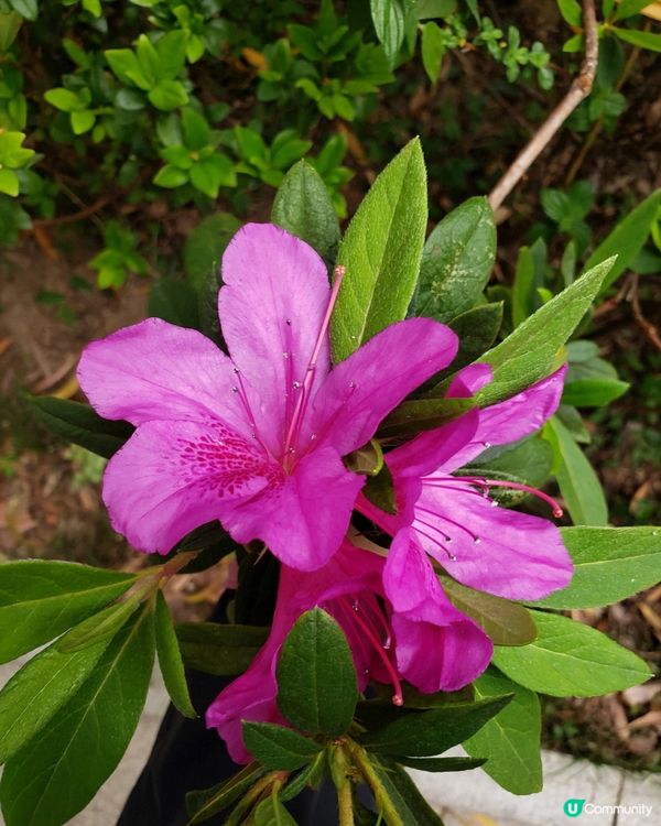 🌺 南昌公園對面🌳的秘密花園🤫