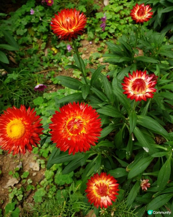 🌺 南昌公園對面🌳的秘密花園🤫