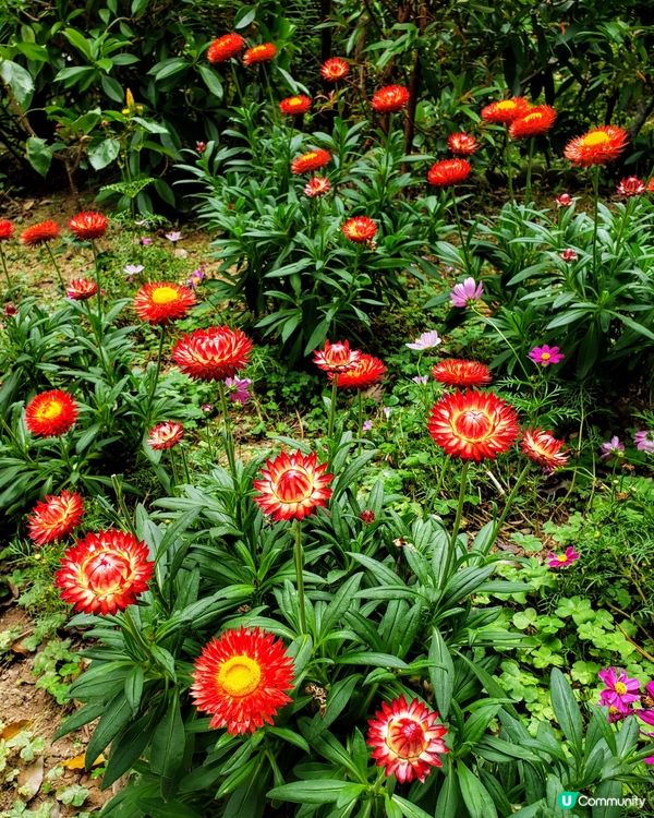 🌺 南昌公園對面🌳的秘密花園🤫