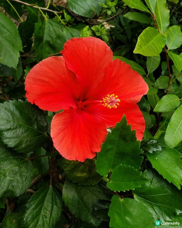 🌺 南昌公園對面🌳的秘密花園🤫