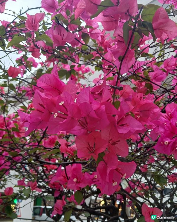 桃紅色既花開得好靚~