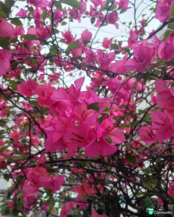 桃紅色既花開得好靚~