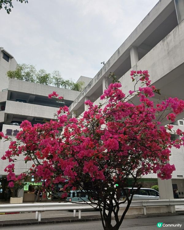 桃紅色既花開得好靚~