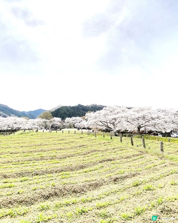 ［日本旅遊］櫻花季（關西地區：明日香、飛鳥附近）