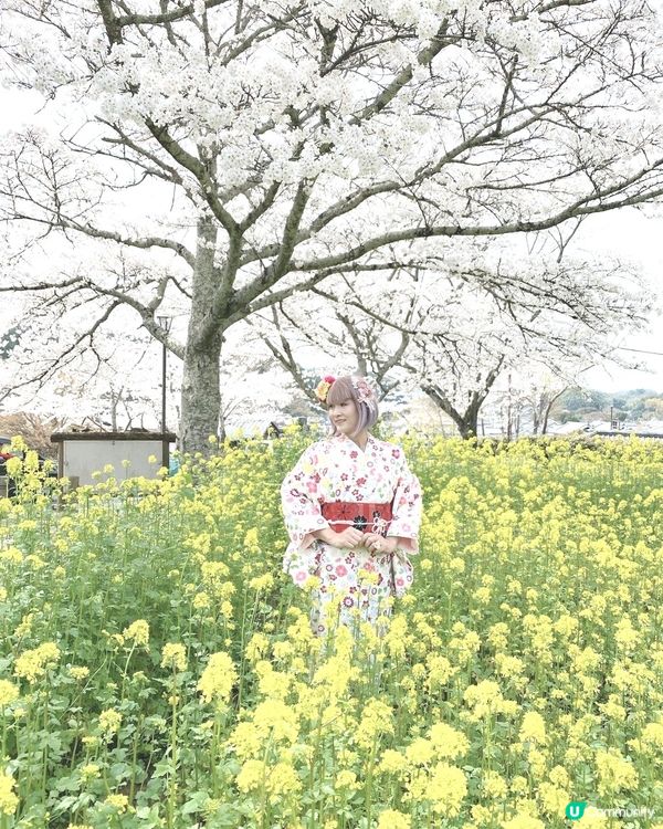 ［日本旅遊］櫻花季（關西地區：明日香、飛鳥附近）
