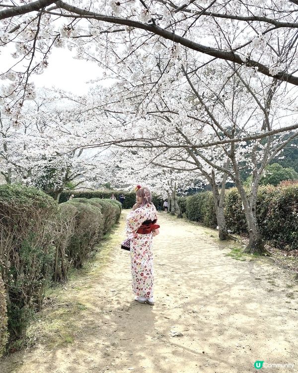［日本旅遊］櫻花季（關西地區：明日香、飛鳥附近）
